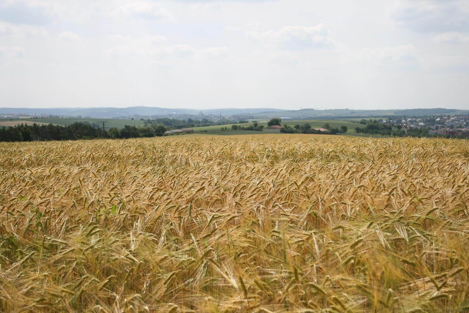 Wheat fields